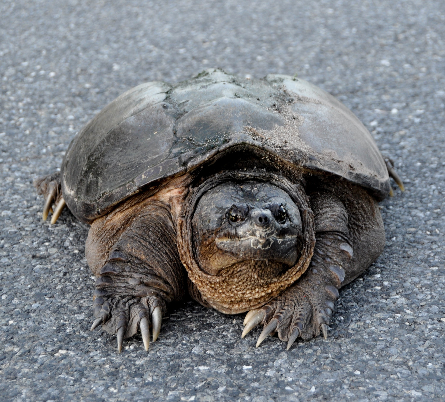 The snapping turtle appeared prehistoric and motionless, so I stopped the car and got out as Dharma wagged enthusiastically, unaware of what the old broad could do to her.
